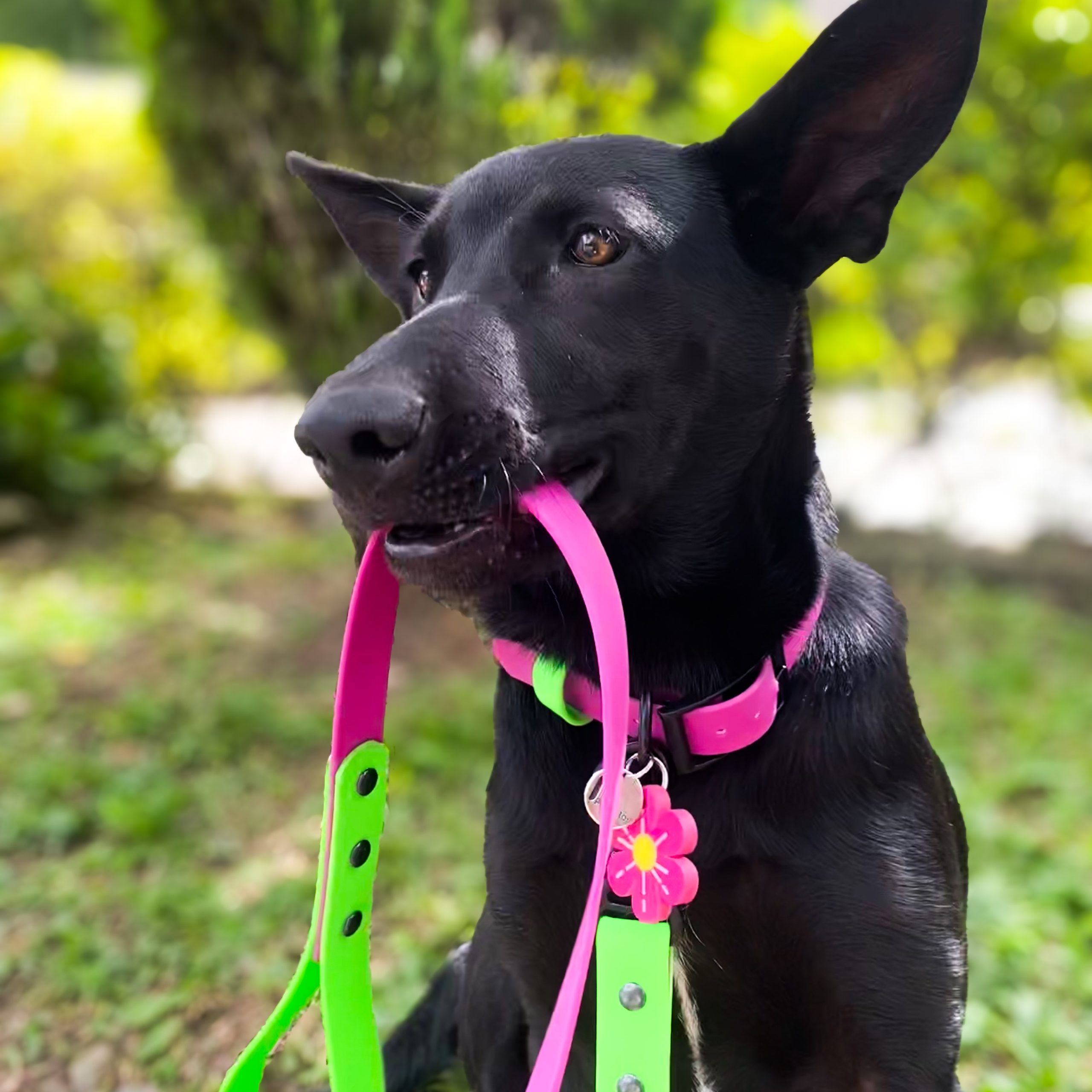 Set Goma Naturaleza - Imagen 2