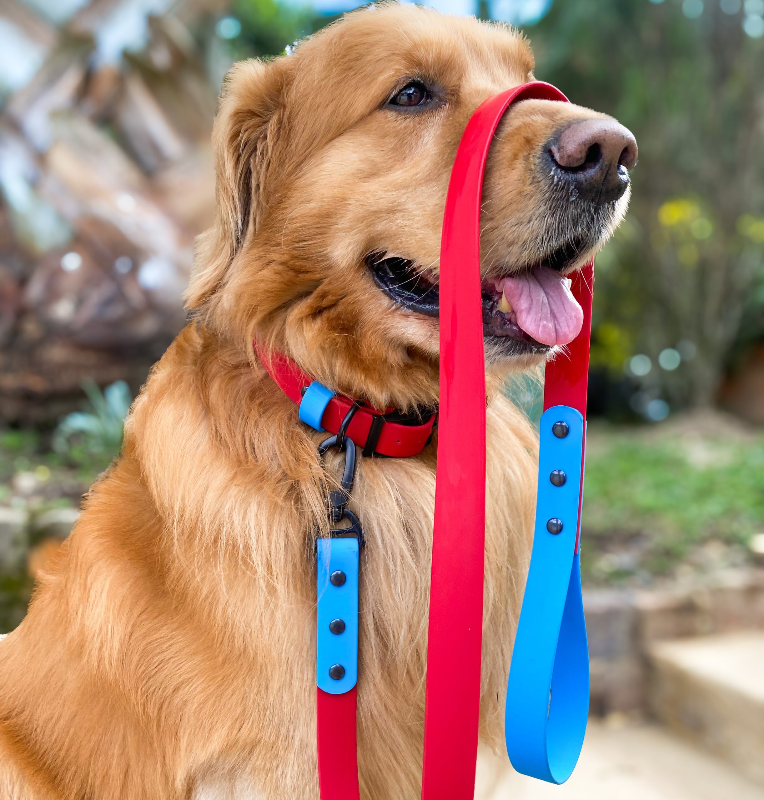 Set Goma Naturaleza - Imagen 4