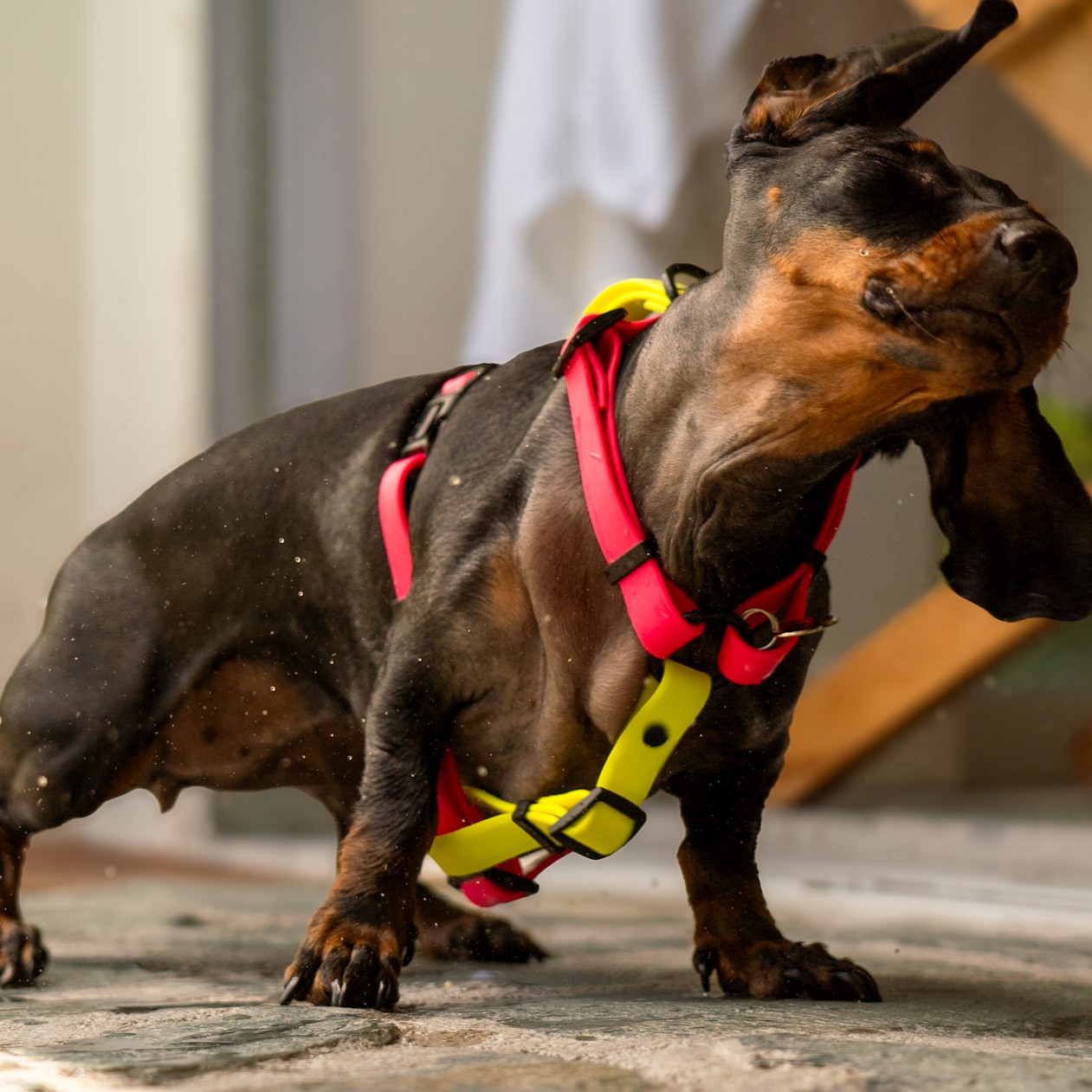 Set Arnés + Collar + correa - Imagen 11