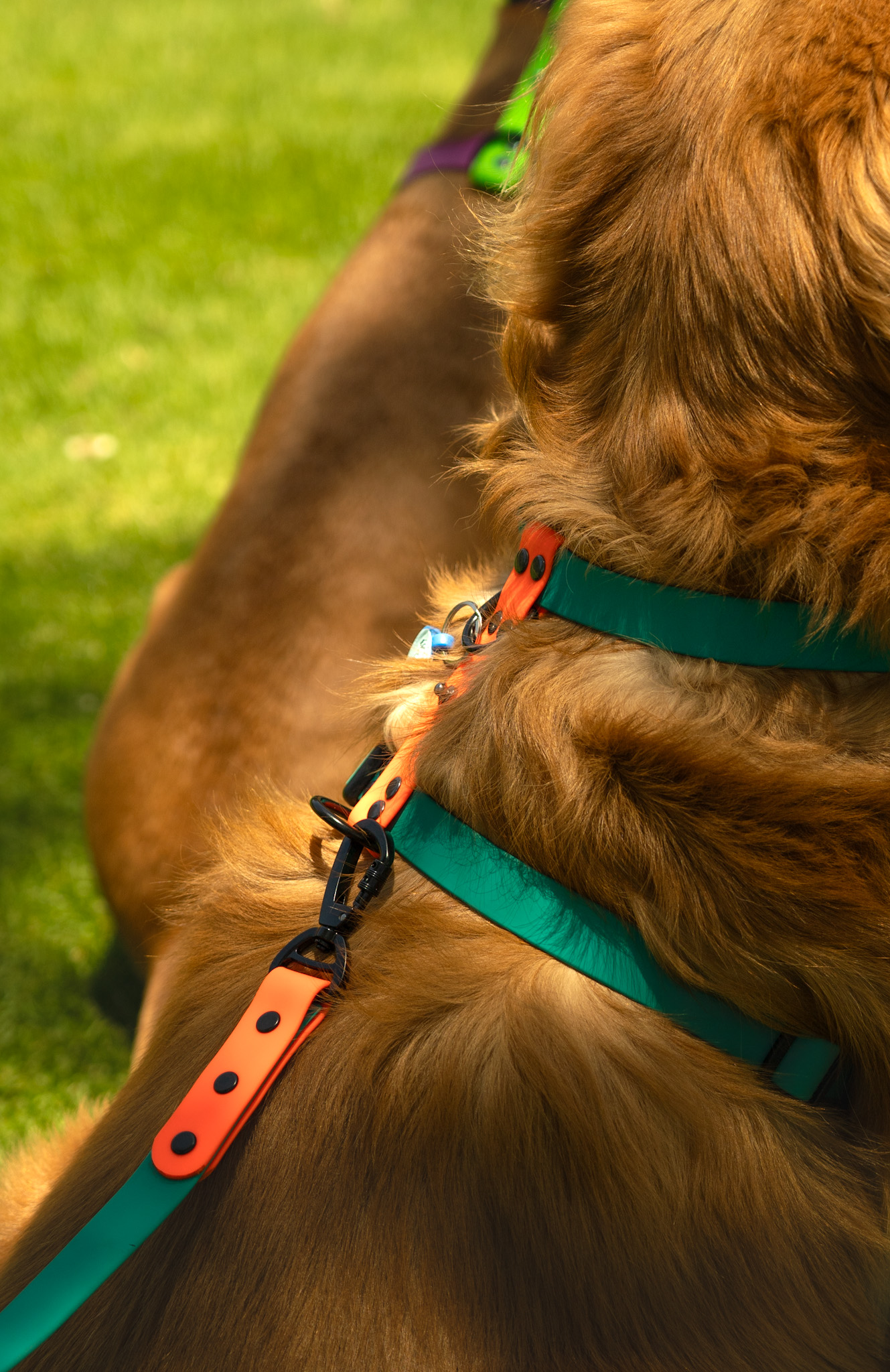 Set Arnés + Collar + correa - Imagen 8