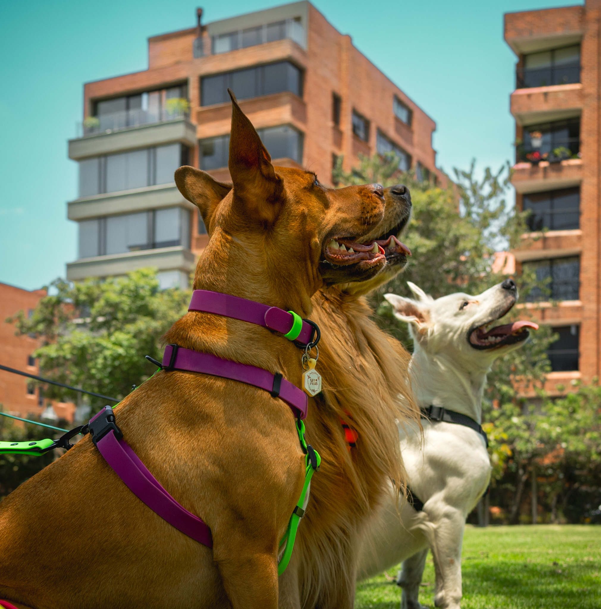 Set Arnés + Collar + correa - Imagen 7