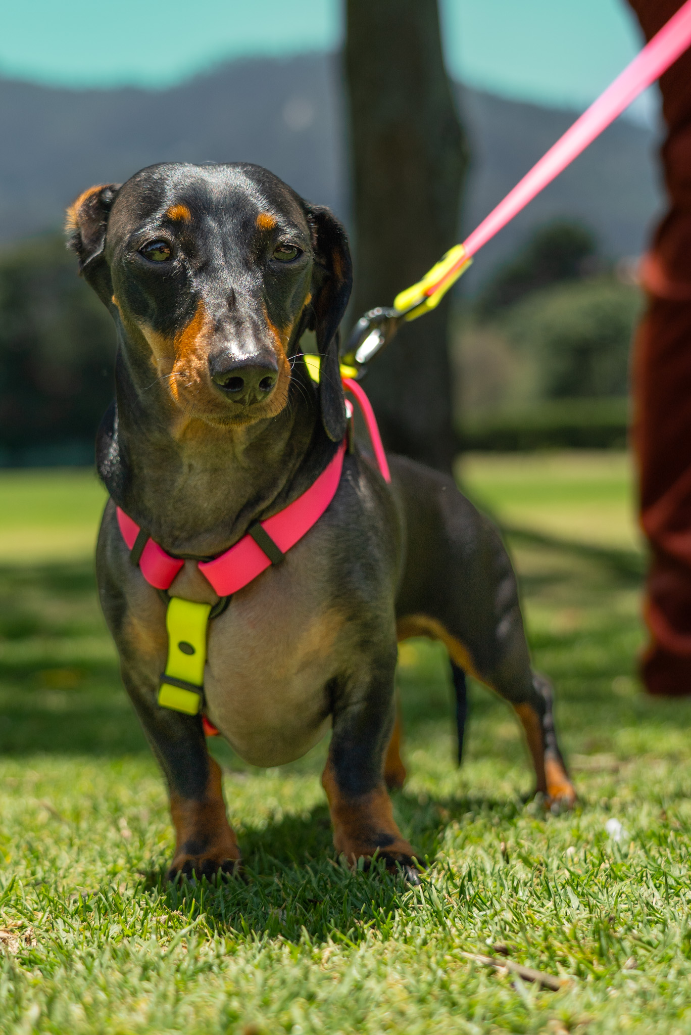 Set Arnés + Collar + correa - Imagen 3