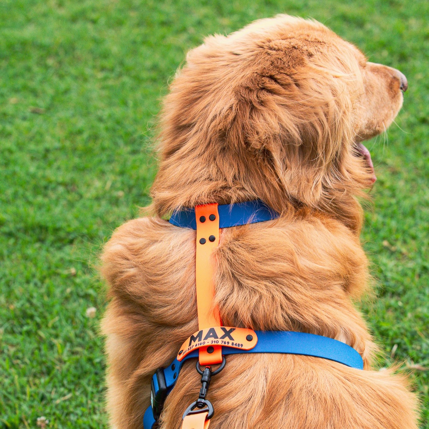 Set Arnés + Collar + correa - Imagen 4